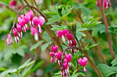 DICENTRA SPECTABILIS