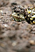 COMMON GARDEN TOAD EMERGING FROM SOIL