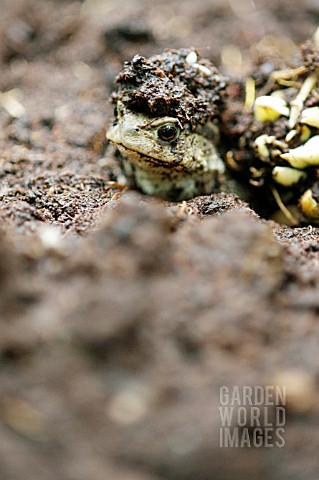 COMMON_GARDEN_TOAD_EMERGING_FROM_SOIL
