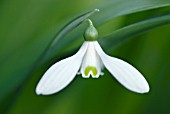 GALANTHUS WORONOWII