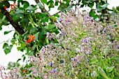 BORAGO OFFICINALIS (BORAGE) GROWING NEXT TO RUNNER BEANS