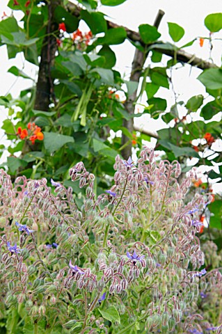 BORAGO_OFFICINALIS_BORAGE_GROWING_NEXT_TO_RUNNER_BEANS