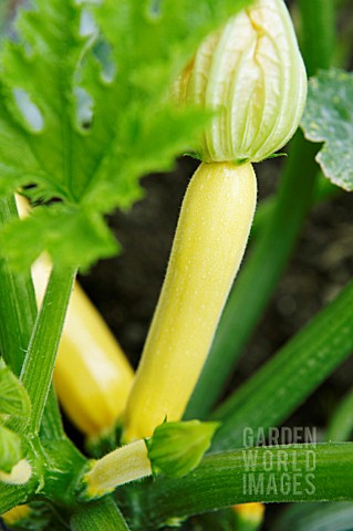 COURGETTE_PARADOR