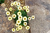 ERIGERON AUREUS CANARY BIRD