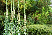 DIGITALIS FERRUGINEA GIGANTEA