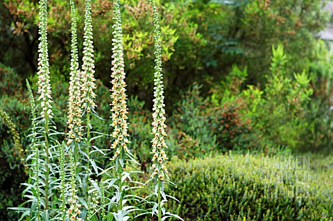 DIGITALIS_FERRUGINEA_GIGANTEA