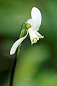 GALANTHUS WORONOWII