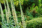 DIGITALIS FERRUGINEA GIGANTEA