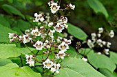 CATALPA BIGNONIOIDES