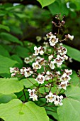 CATALPA BIGNONIOIDES