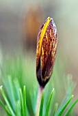 CROCUS KOROLKOWII KISS OF SPRING