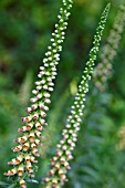 DIGITALIS FERRUGINEA GIGANTEA