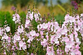 LAVATERA THURINGIACA