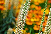 DIGITALIS FERRUGINEA GIGANTEA