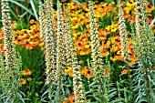 DIGITALIS FERRUGINEA GIGANTEA