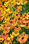 HELENIUM WALTRAUT