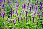 VERONICASTRUM VIRGINICUM FASCINATION