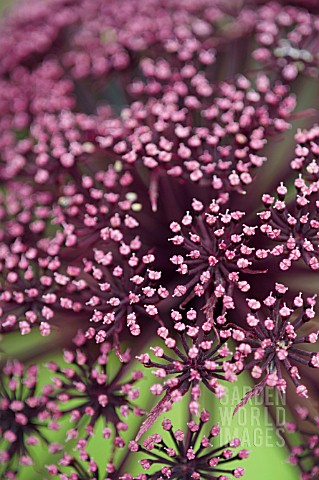 ANGELICA_FLOWERS