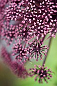ANGELICA FLOWERS