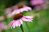 ECHINACEA PURPUREA RUBINSTERN