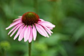 ECHINACEA PURPUREA RUBINSTERN