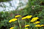 YELLOW ACHILLEA FLOWERS