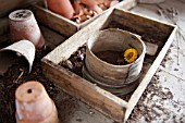 SINGLE DRIED YELLOW HELICHRYSUM FLOWER WITH SIEVE, TRAY AND POTS ON POTTING BENCH