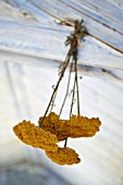 DRIED YELLOW ACHILLEA FLOWERS HANGING FROM POTTING SHED CEILING