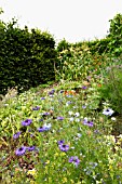 NIGELLA DAMASCENA FLOWERS GROWING IN VEGETABLE PATCH