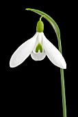 GALANTHUS ATKINSII