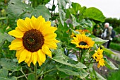 YELLOW HELIANTHUS