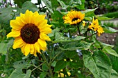 YELLOW HELIANTHUS