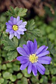 ANEMONE BLANDA BLUE SHADES