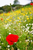 PAPAVER RHOEAS (RED POPPY) AND SEEDHEADS IN WILDFLOWER FIELD