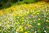 AGROSTEMMA GITHAGO (CORNCOCKLE) AMONGST CORN MARIGOLD AND CORN CHAMOMILE