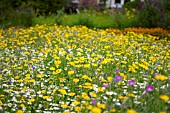 CHRYSANTHEMUM SEGETUM (CORN MARIGOLD) AMONGST CORN CHAMOMILE