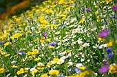 ANTHEMIS ARVENSIS (CORN CHAMOMILE) AMONGST CORNFLOUR AND CORN MARIGOLD