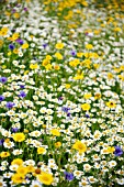 ANTHEMIS ARVENSIS (CORN CHAMOMILE) AMONGST CORNFLOUR AND CORN MARIGOLD