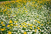 ANTHEMIS ARVENSIS (CORN CHAMOMILE) AMONGST CORNFLOUR AND CORN MARIGOLD