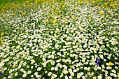 ANTHEMIS ARVENSIS (CORN CHAMOMILE) AMONGST CORNFLOUR AND CORN MARIGOLD