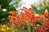 CROCOSMIA LUCIFER