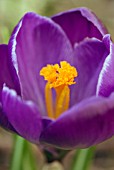 CROCUS VERNUS GRAND MAITRE