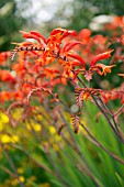CROCOSMIA LUCIFER