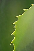 AGAVE LEAF EDGE