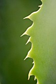 AGAVE LEAF EDGE; CLOSE UP