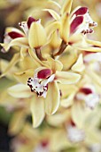 ORANGE AND RED CYMBIDIUM FLOWERS