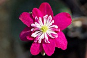 HEPATICA NOBILIS VAR. JAPONICA SETSUEN