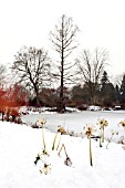 WINTER SCENE WITH ALLIUM SEEDHEADS AND RED CORNUS IN SNOW