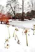 WINTER SCENE WITH ALLIUM SEEDHEADS AND RED CORNUS IN SNOW