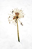 ALLIUM CRISTOPHII SEEDHEAD IN THE SNOW